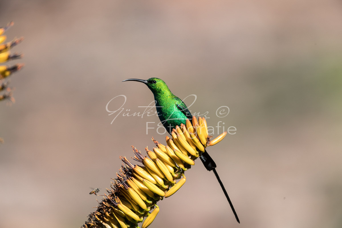 Malachit-Nektarvogel (Nectarinia famosa), Bushmans Kloof