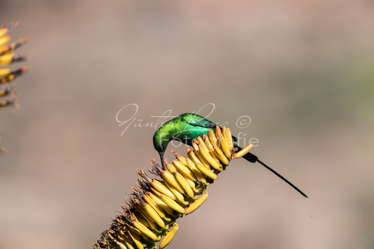 Malachit-Nektarvogel (Nectarinia famosa), Bushmans Kloof