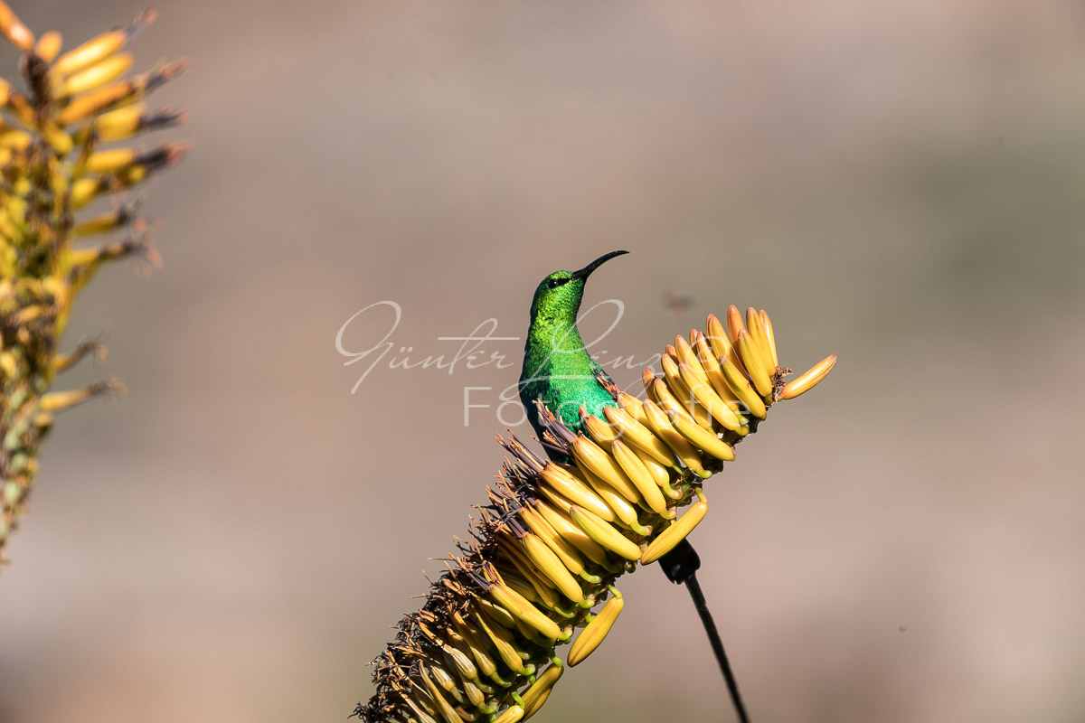 Malachit-Nektarvogel (Nectarinia famosa), Bushmans Kloof