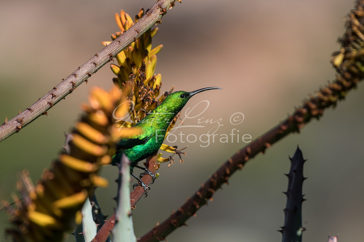 Malachit-Nektarvogel (Nectarinia famosa), Bushmans Kloof