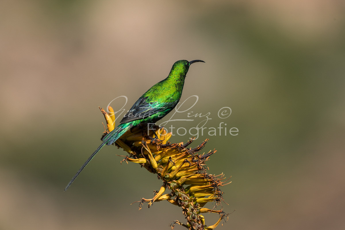 Malachit-Nektarvogel (Nectarinia famosa), Bushmans Kloof