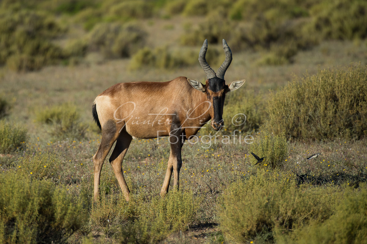 Südliche Kuhantilope od. Kaama Kuhantilope  (Alcelaphus buselaphus caama)