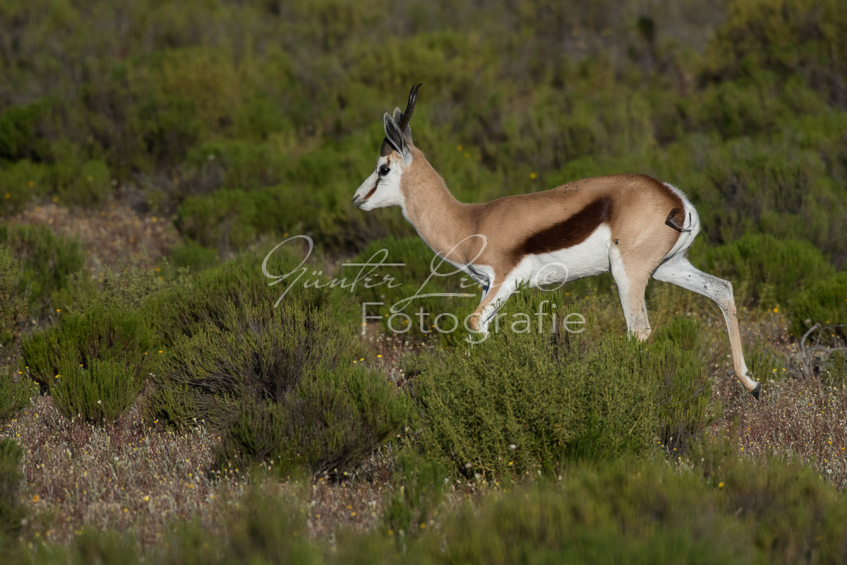 Springbock (Antidorcas marsupialis), Bushmans Kloof