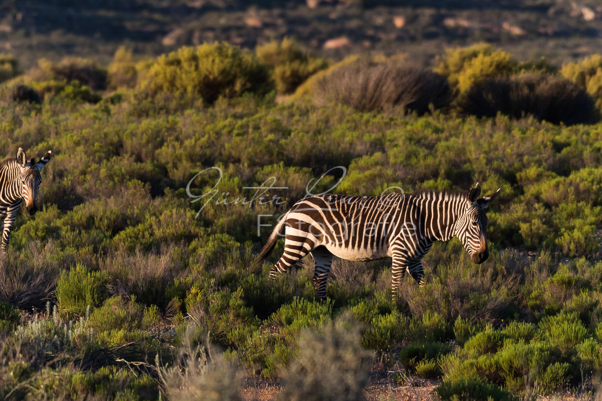 Bushmans Kloof