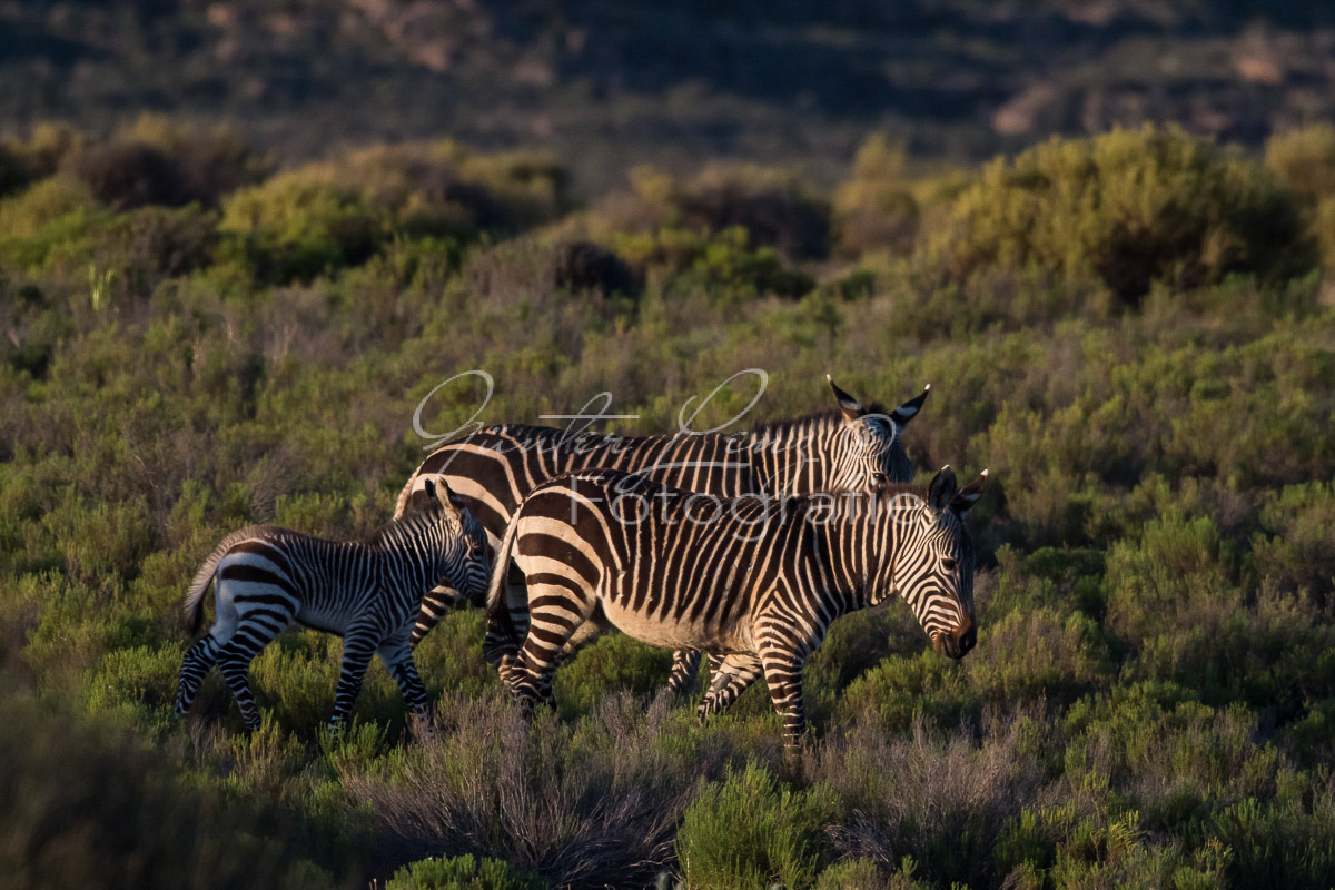 Bushmans Kloof