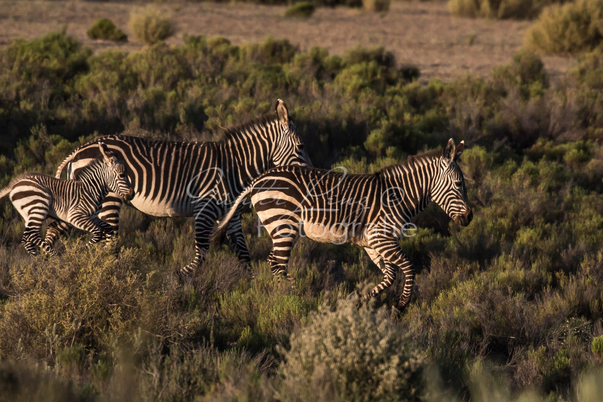 Bushmans Kloof