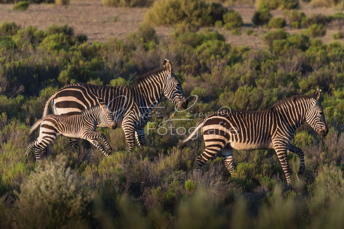 Bushmans Kloof