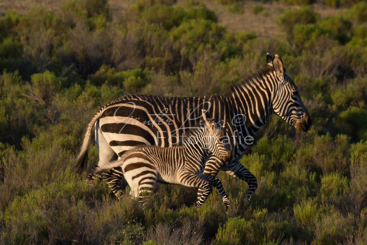 Bushmans Kloof