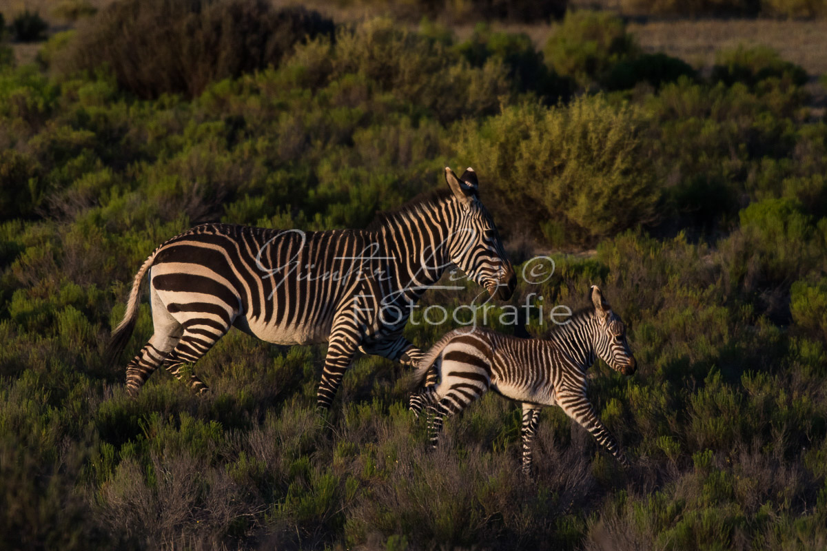 Bushmans Kloof