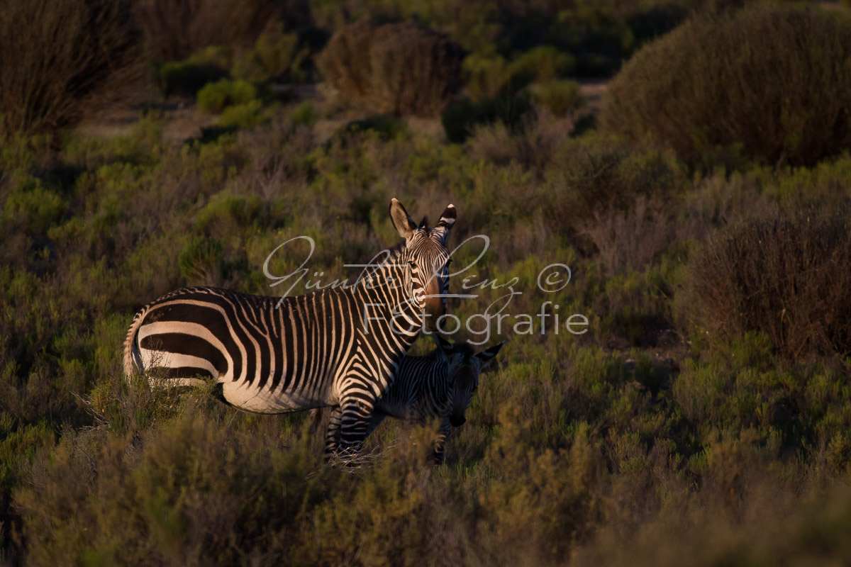 Bushmans Kloof
