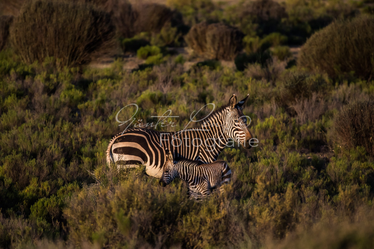 Bushmans Kloof