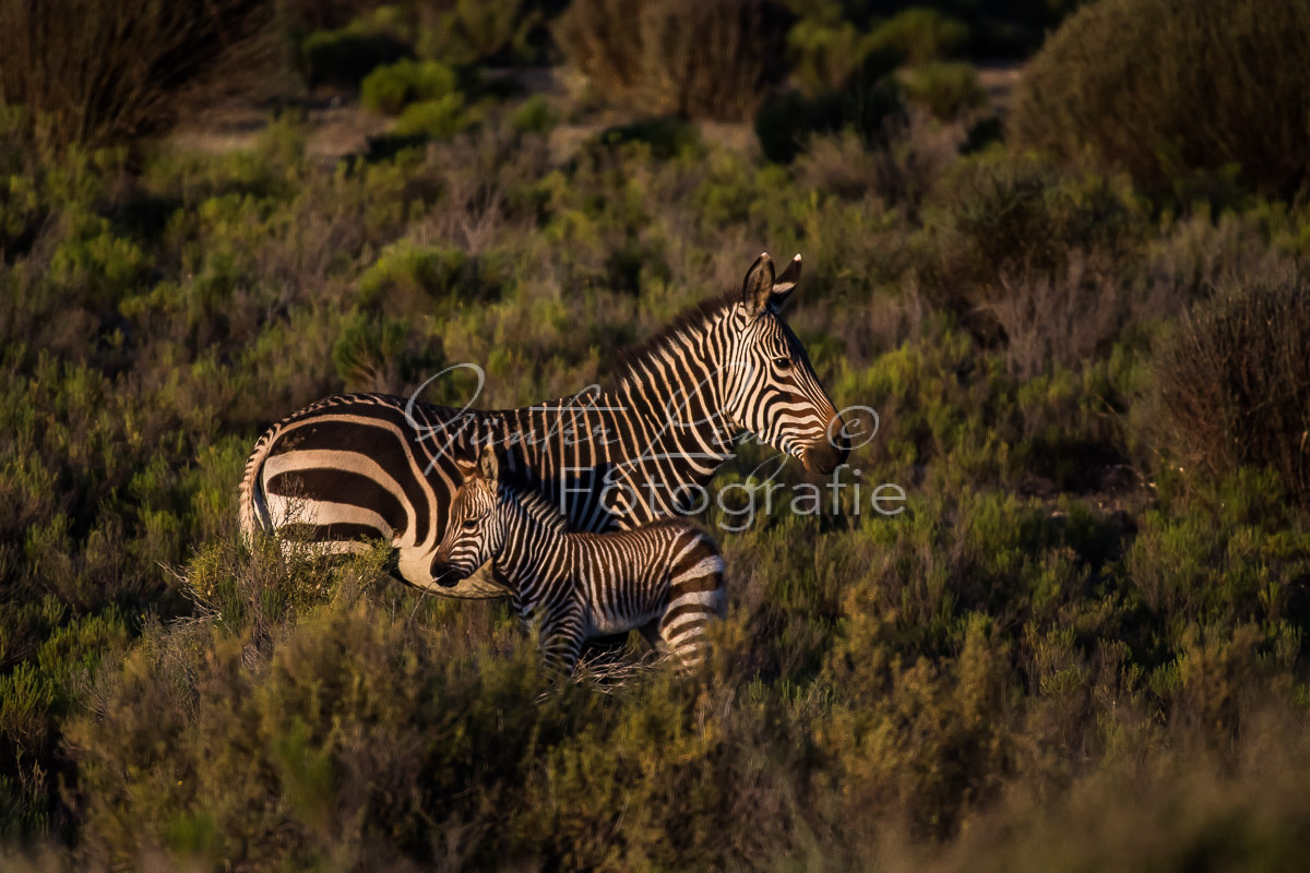 Bushmans Kloof