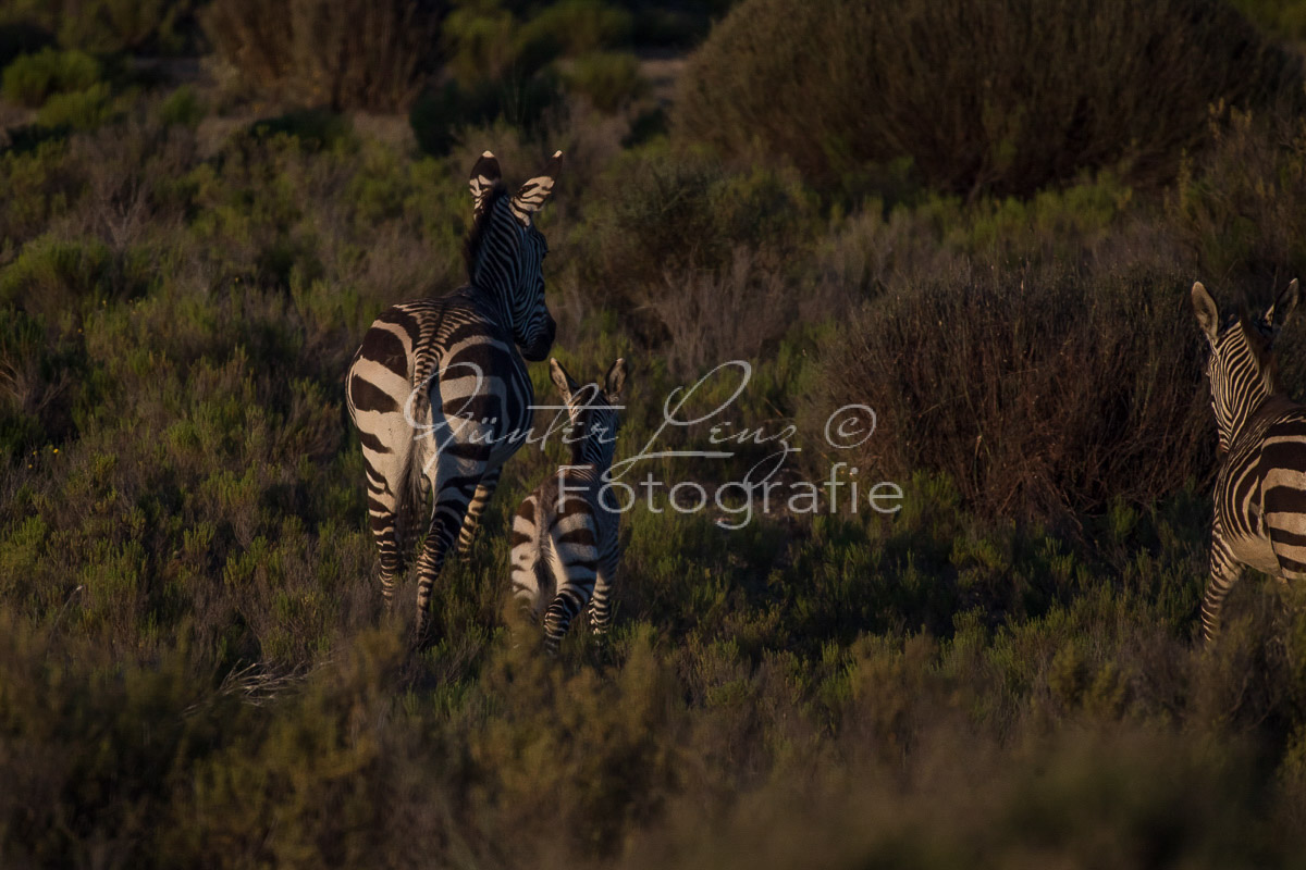 Bushmans Kloof