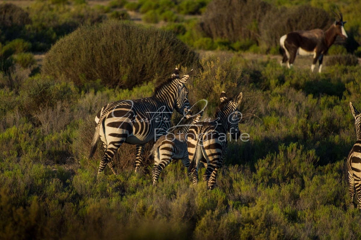 Bushmans Kloof