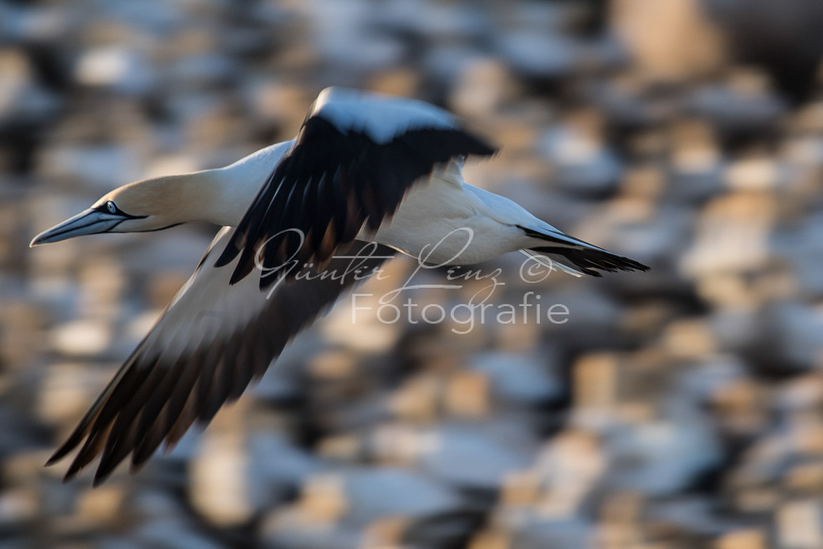 Kaptölpel (Morus capensis), Lamberts Bay, 