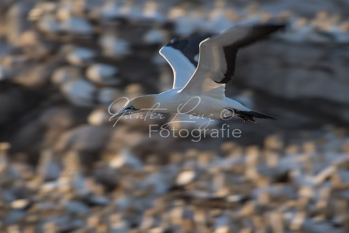 Kaptölpel (Morus capensis), Lamberts Bay, 