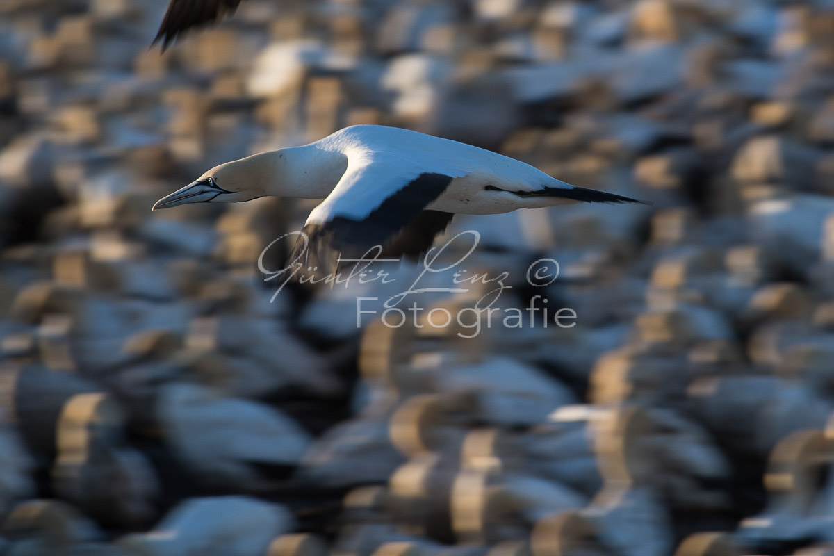 Kaptölpel (Morus capensis), Lamberts Bay, 