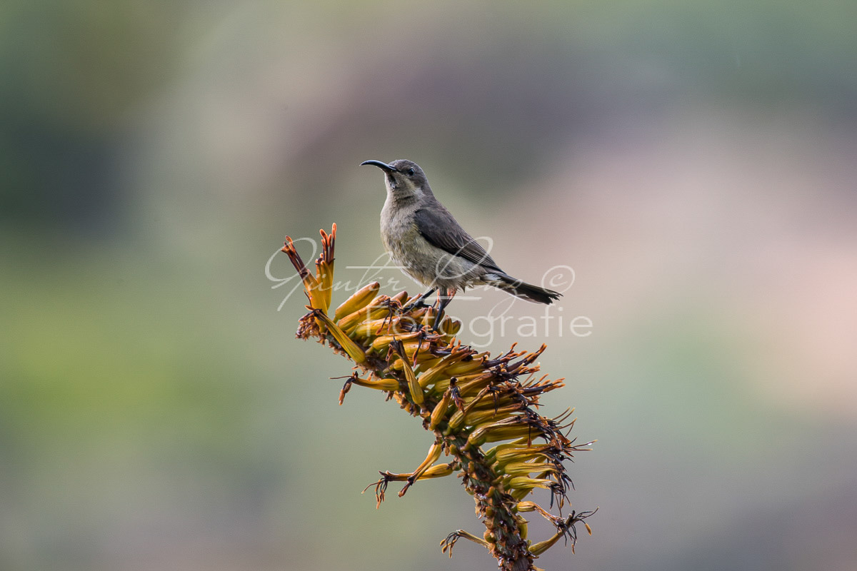 Malachit-Nektarvogel (Nectarinia famosa), Bushmans Kloof
