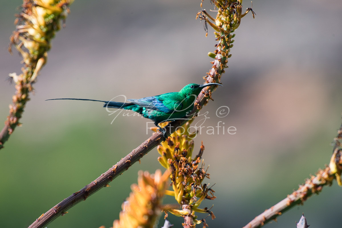 Malachit-Nektarvogel (Nectarinia famosa), Bushmans Kloof