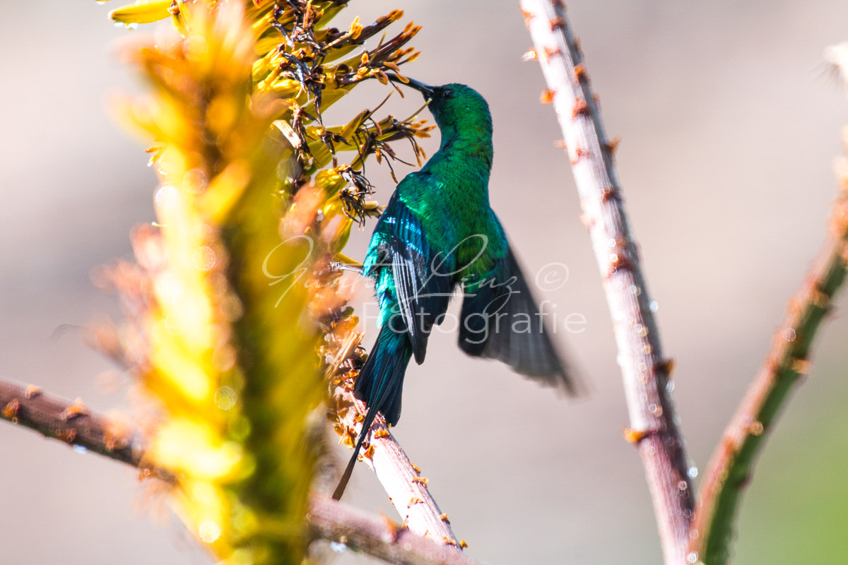 Malachit-Nektarvogel (Nectarinia famosa), Bushmans Kloof