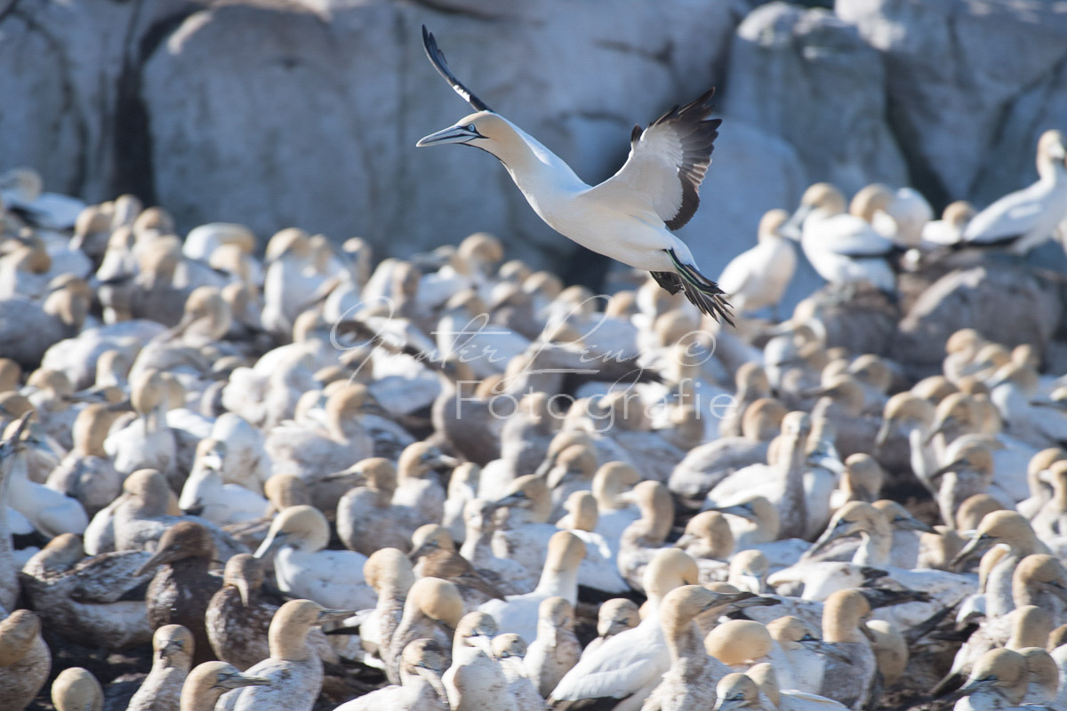 Kaptölpel (Morus capensis), Lamberts Bay, 