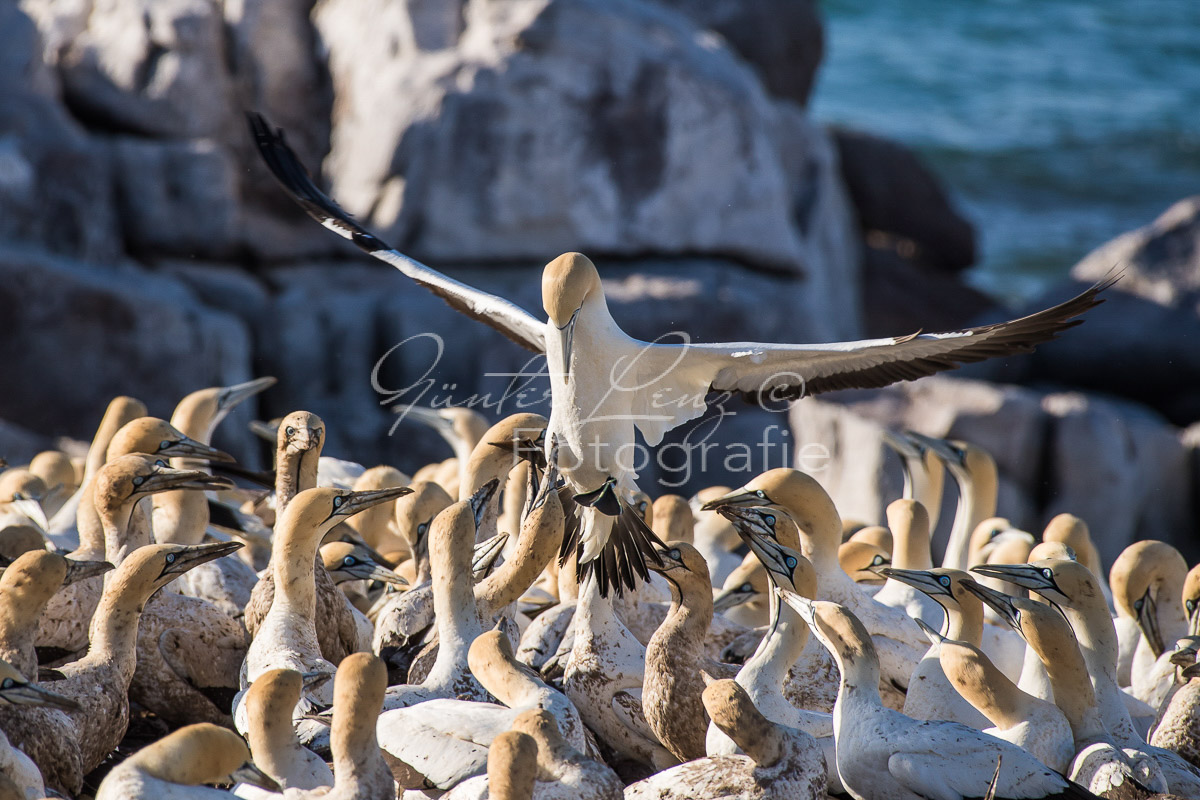 Kaptölpel (Morus capensis), Lamberts Bay, 