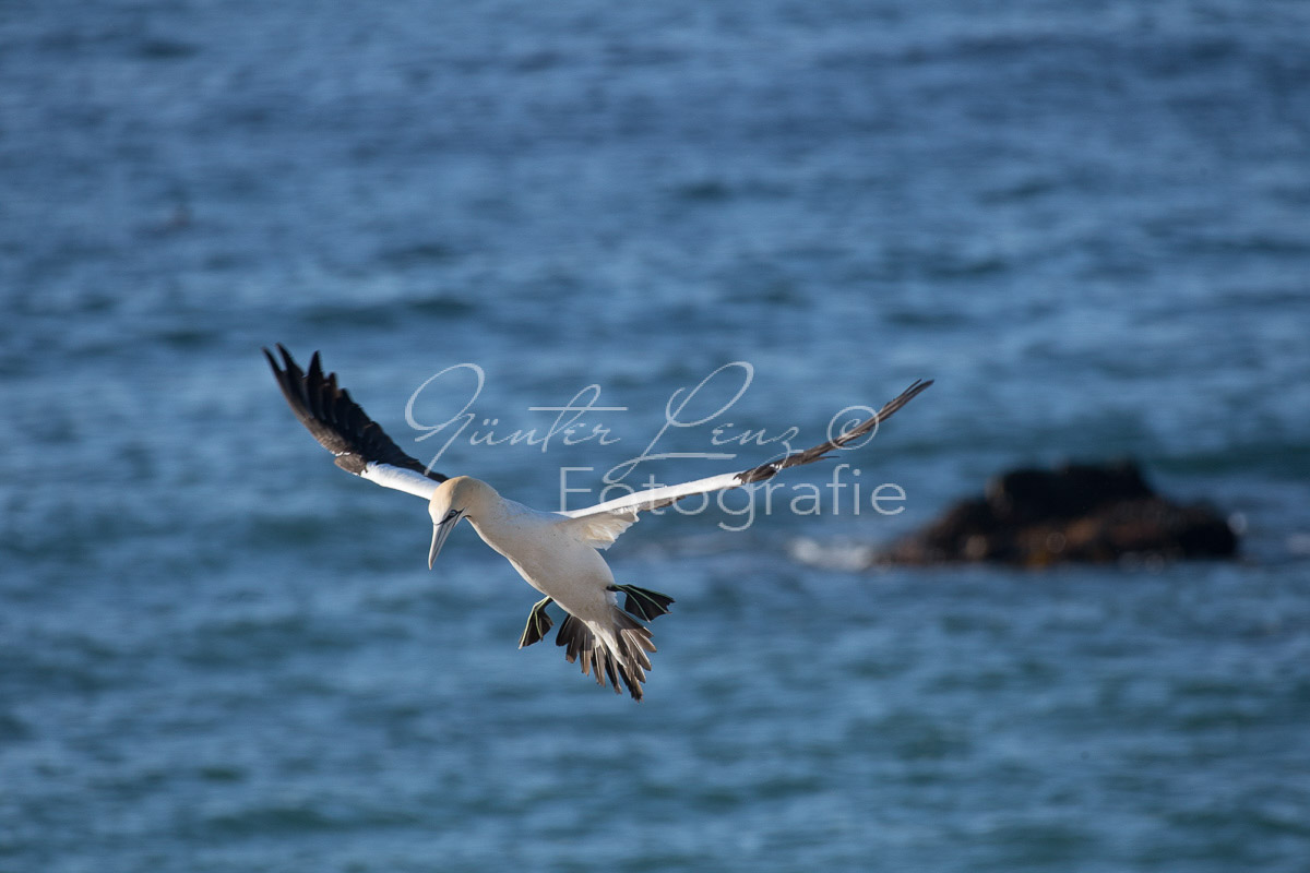 Kaptölpel (Morus capensis), Lamberts Bay, 