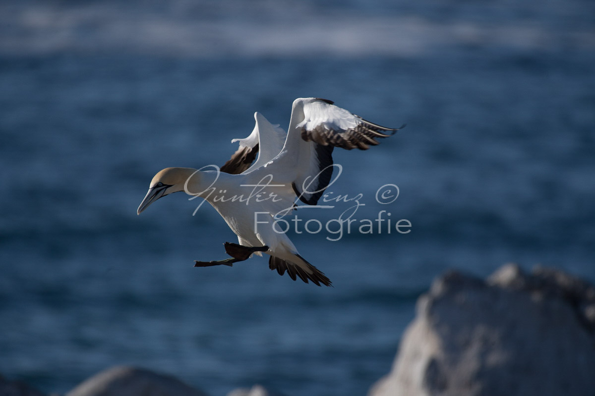 Kaptölpel (Morus capensis), Lamberts Bay, 