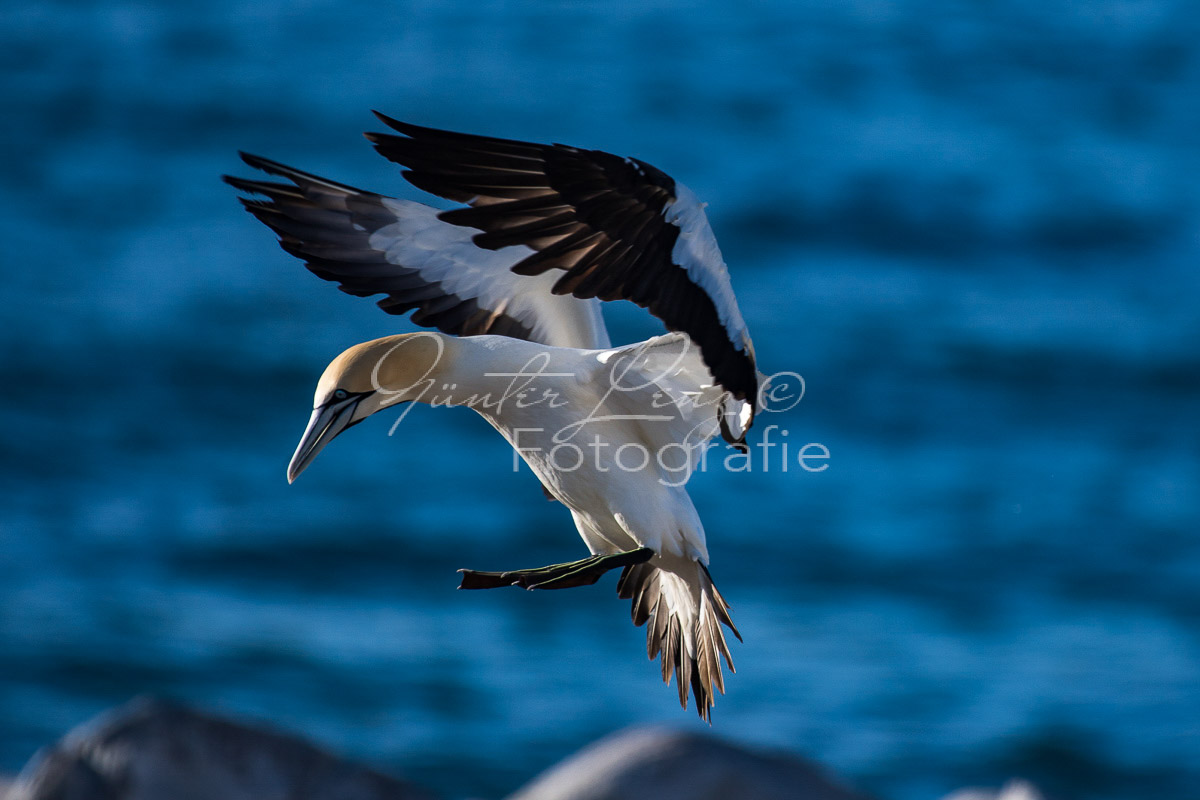 Kaptölpel (Morus capensis), Lamberts Bay, 