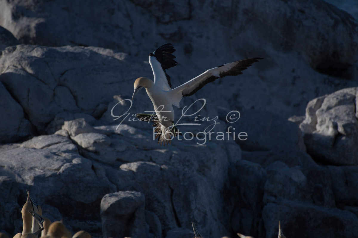 Kaptölpel (Morus capensis), Lamberts Bay, 
