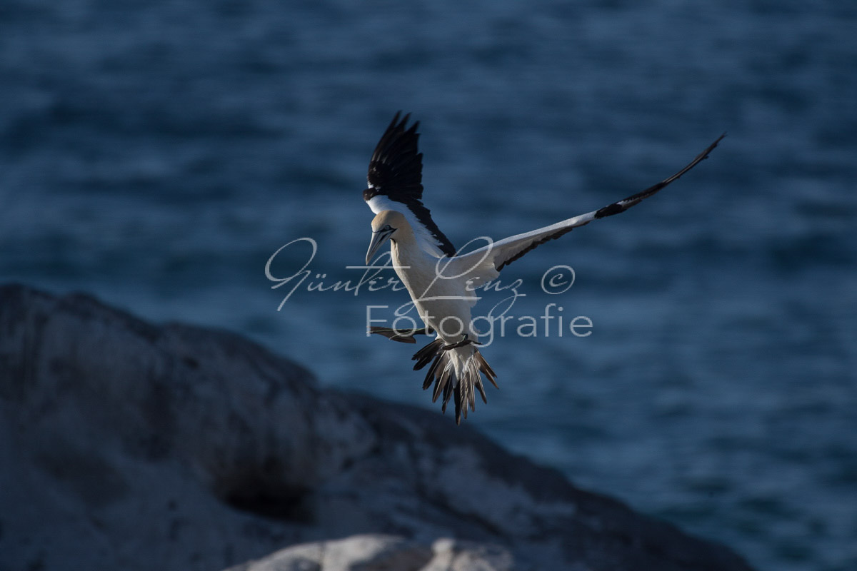 Kaptölpel (Morus capensis), Lamberts Bay, 