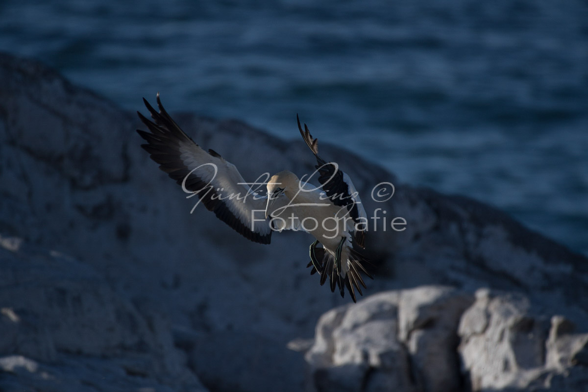 Kaptölpel (Morus capensis), Lamberts Bay, 