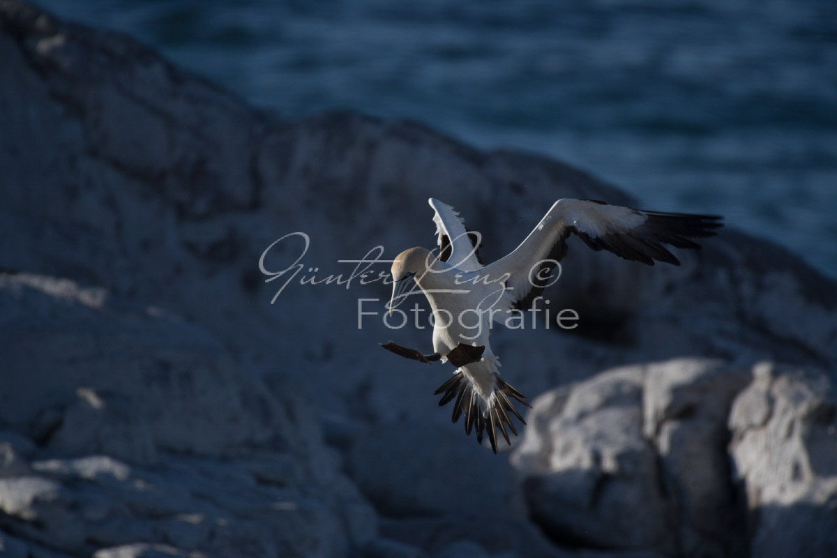 Kaptölpel (Morus capensis), Lamberts Bay, 