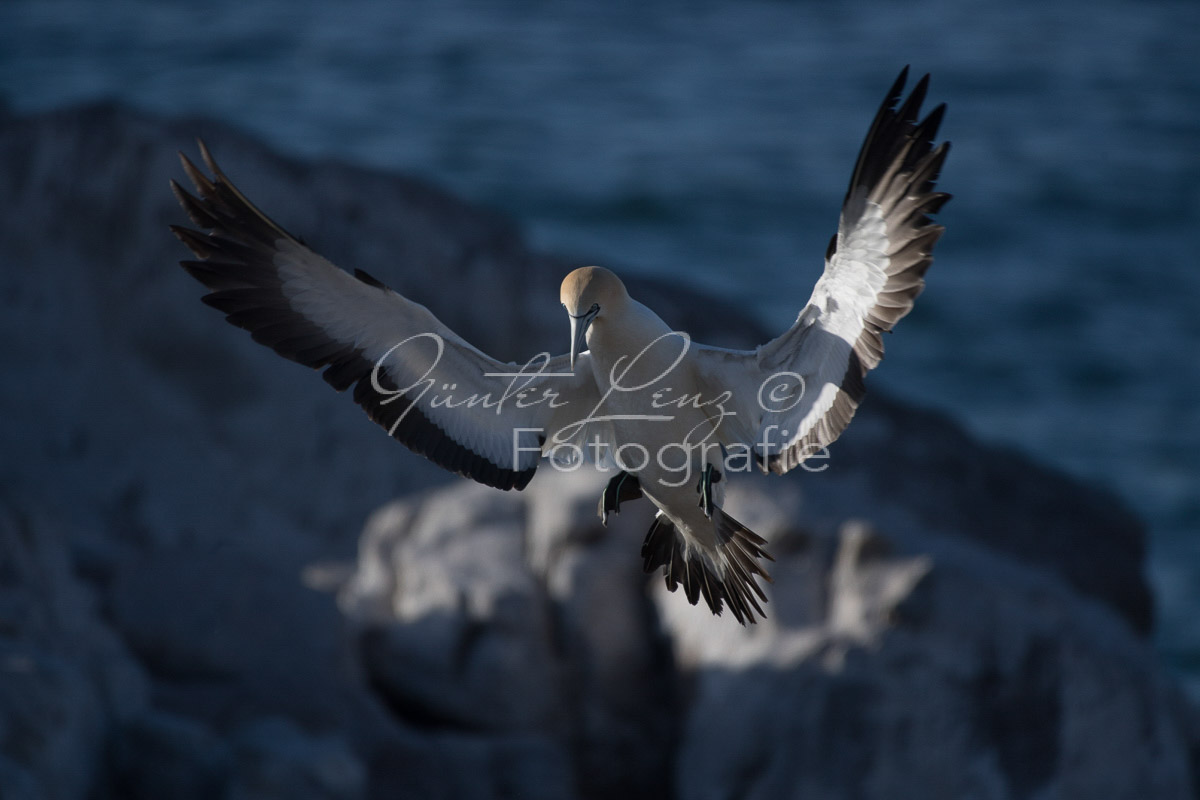 Kaptölpel (Morus capensis), Lamberts Bay, 