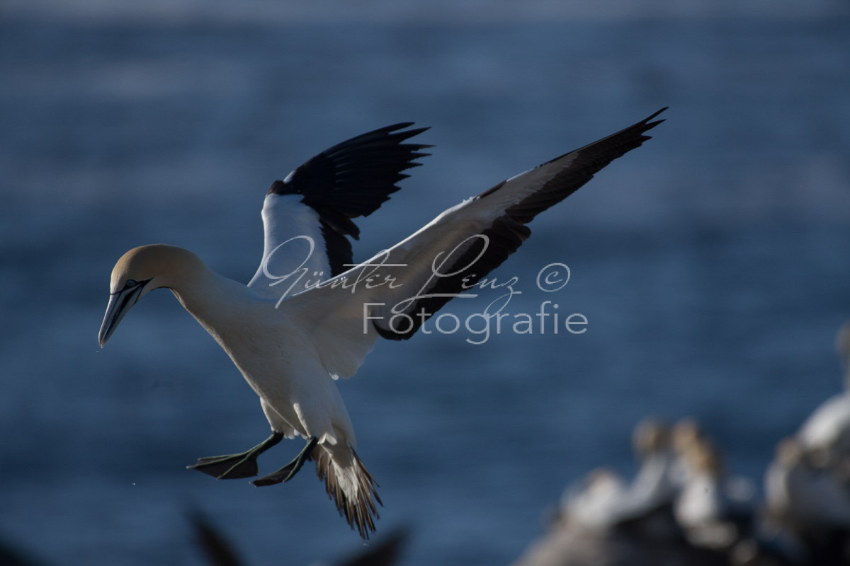 Kaptölpel (Morus capensis), Lamberts Bay, 