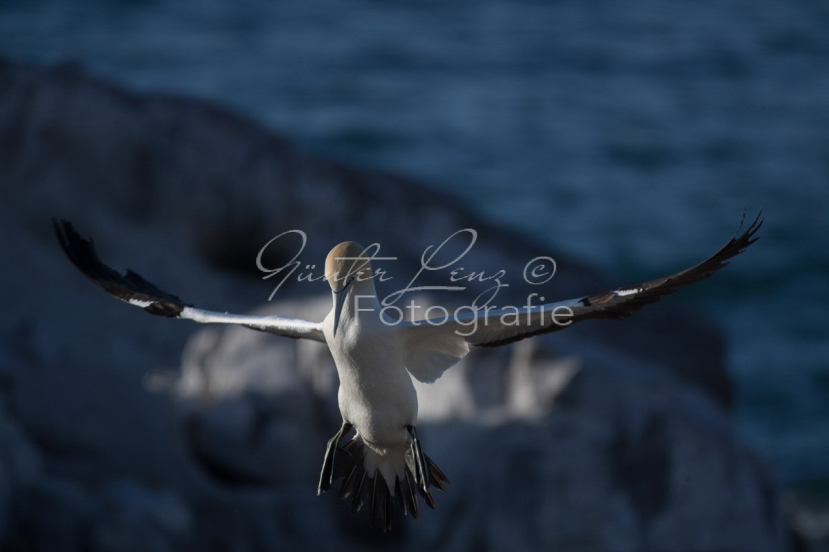 Kaptölpel (Morus capensis), Lamberts Bay, 