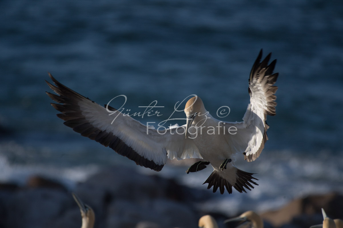 Kaptölpel (Morus capensis), Lamberts Bay, 