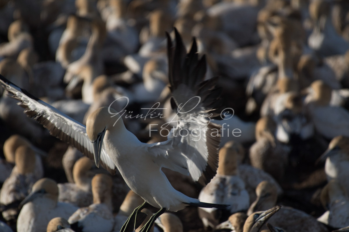 Kaptölpel (Morus capensis), Lamberts Bay, 