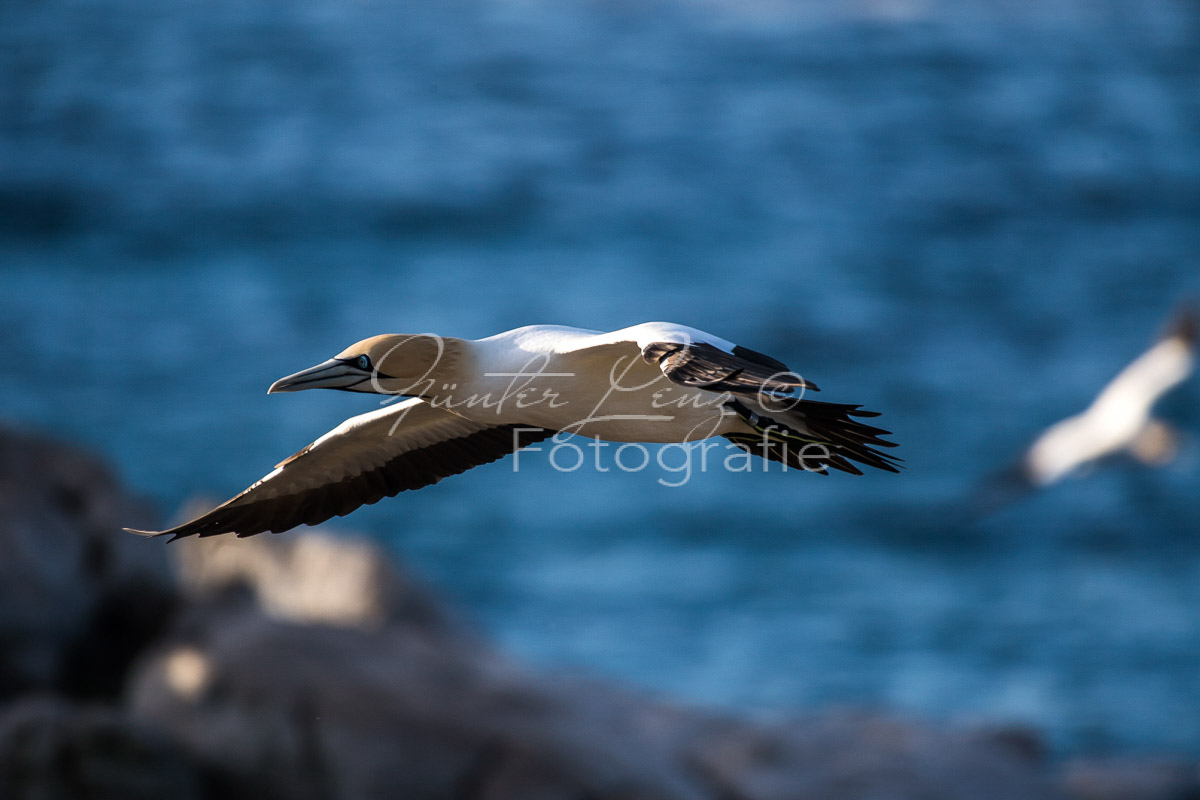 Kaptölpel (Morus capensis), Lamberts Bay, 