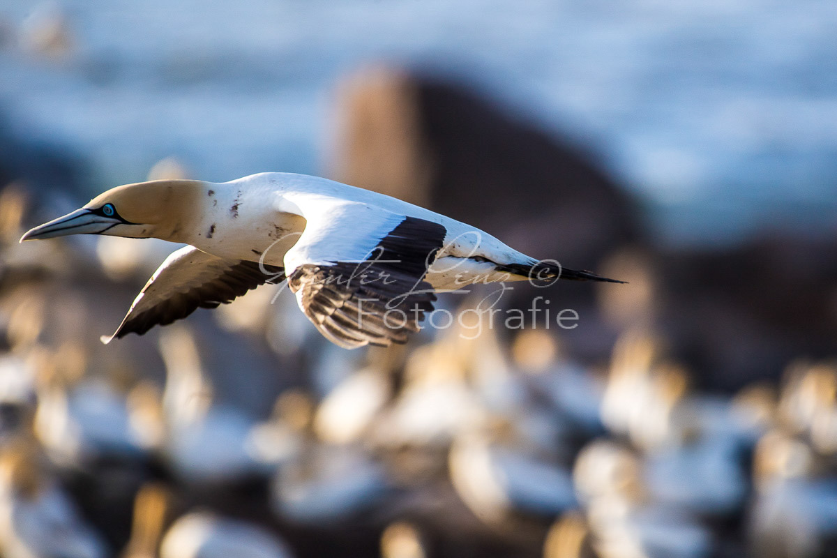 Kaptölpel (Morus capensis), Lamberts Bay, 