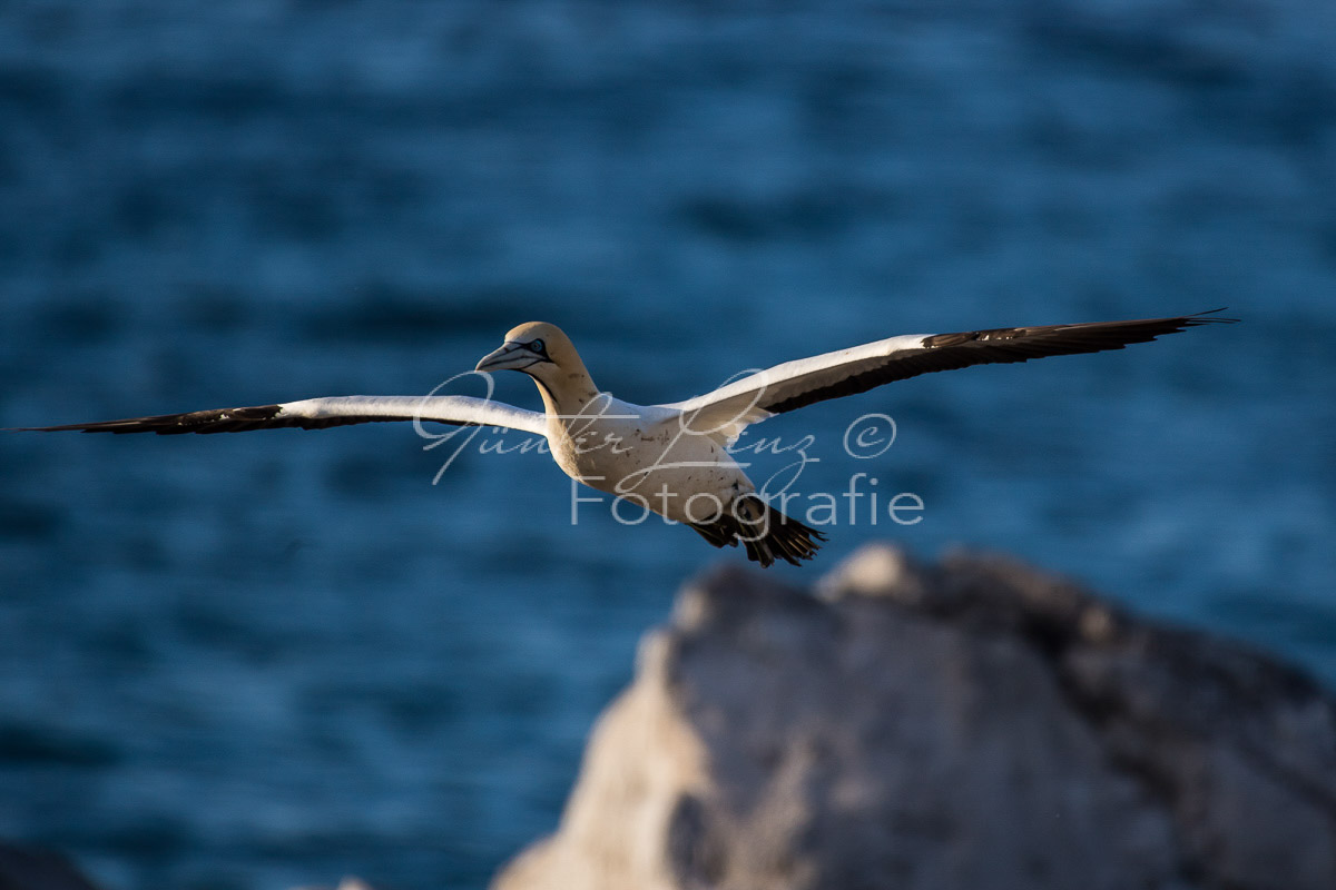 Kaptölpel (Morus capensis), Lamberts Bay, 