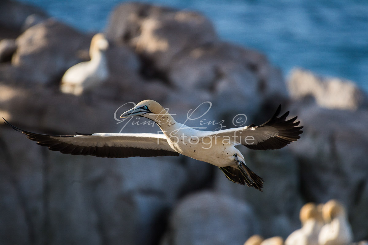 Kaptölpel (Morus capensis), Lamberts Bay, 