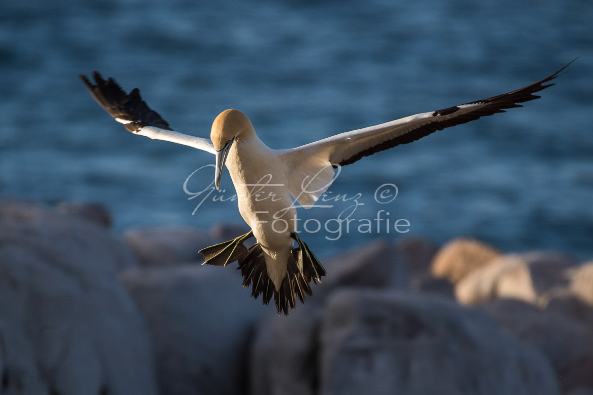Kaptölpel (Morus capensis), Lamberts Bay, 