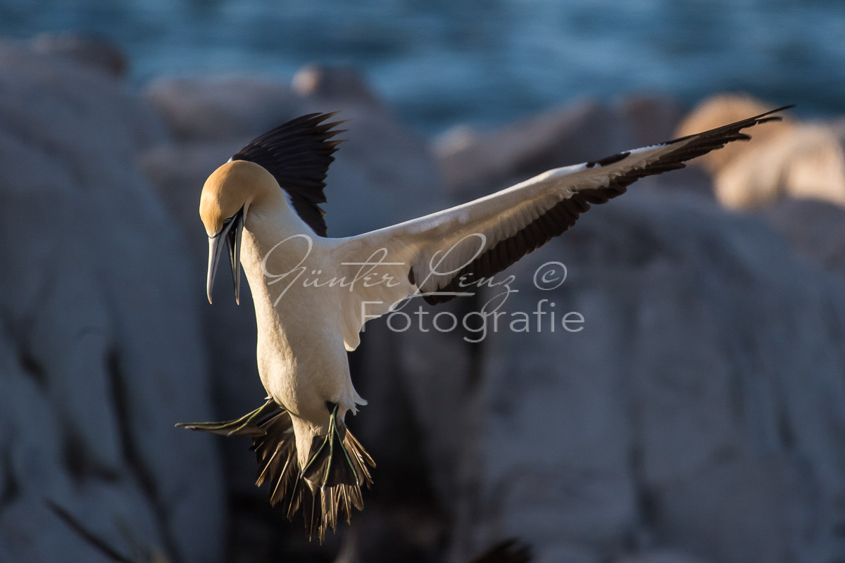 Kaptölpel (Morus capensis), Lamberts Bay, 