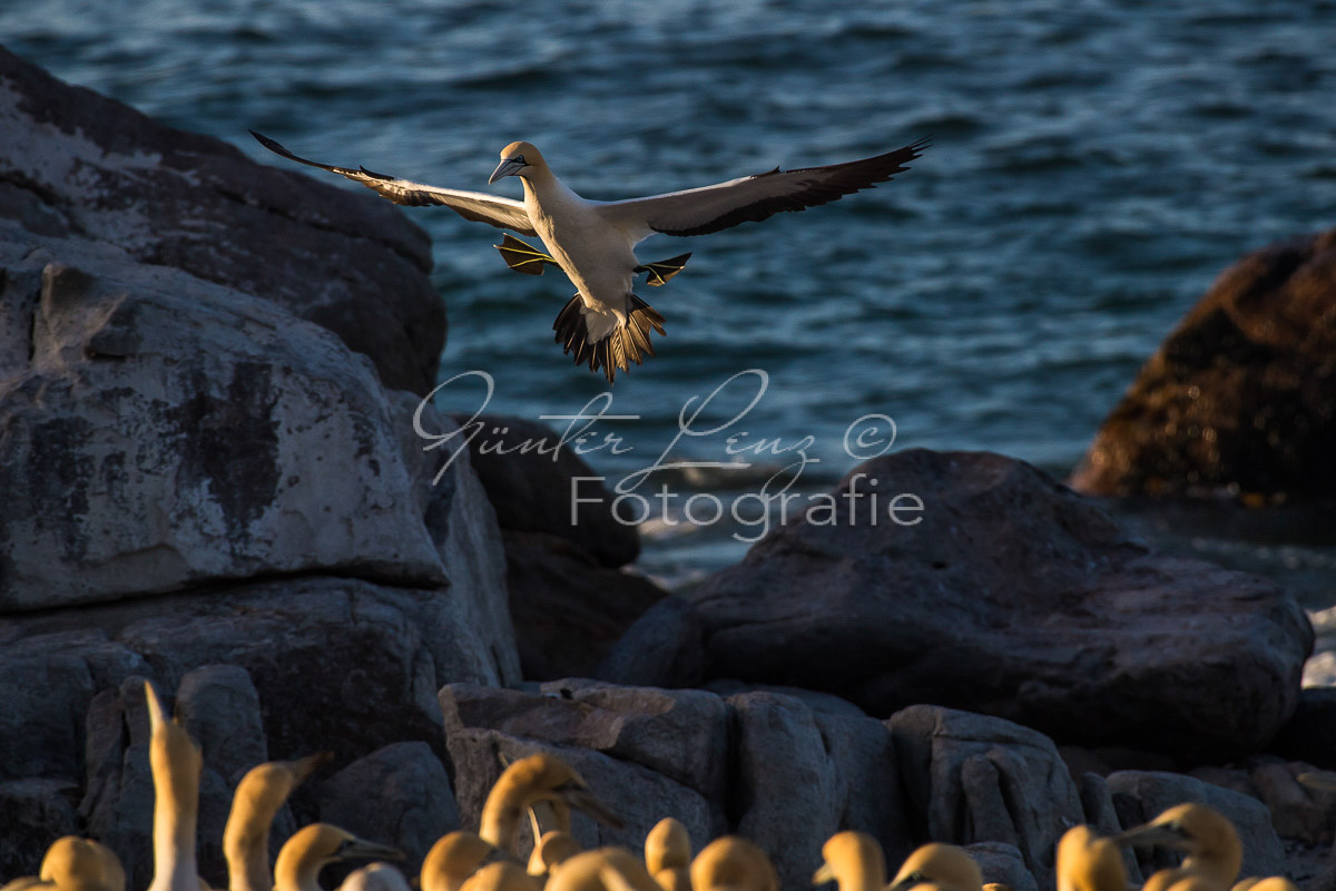 Kaptölpel (Morus capensis), Lamberts Bay, 