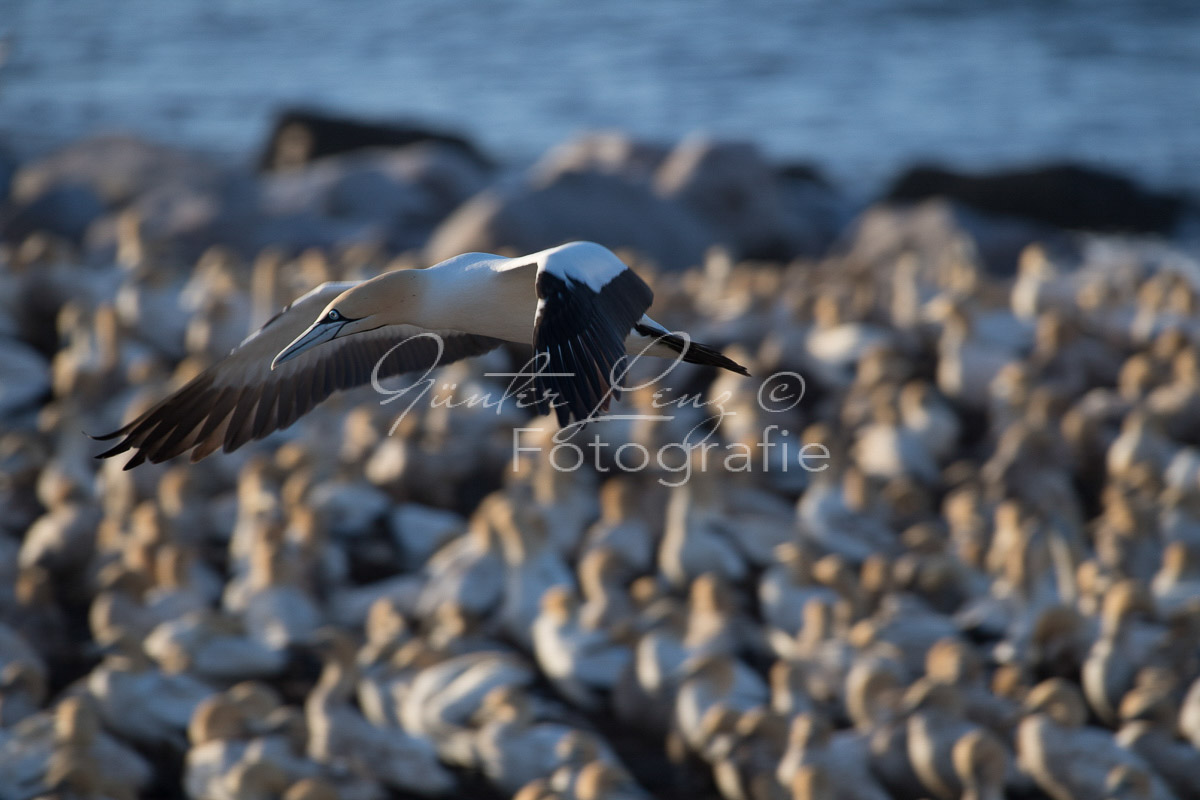 Kaptölpel (Morus capensis), Lamberts Bay, 