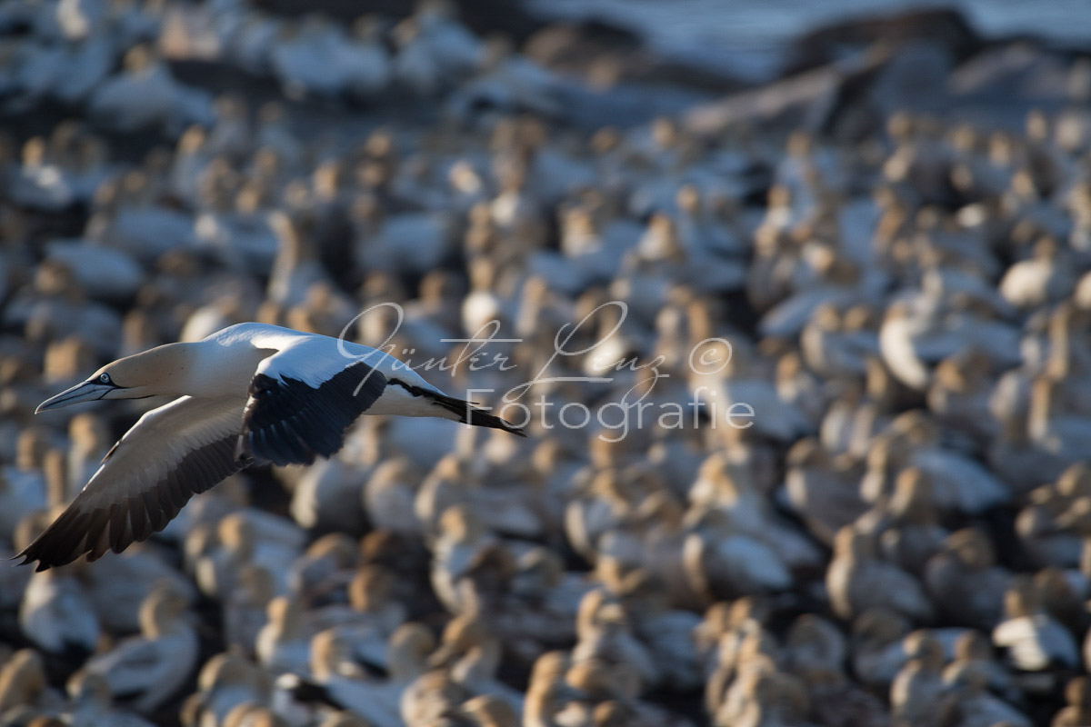 Kaptölpel (Morus capensis), Lamberts Bay, 