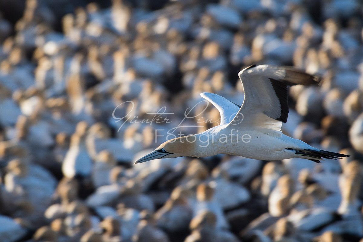 Kaptölpel (Morus capensis), Lamberts Bay, 