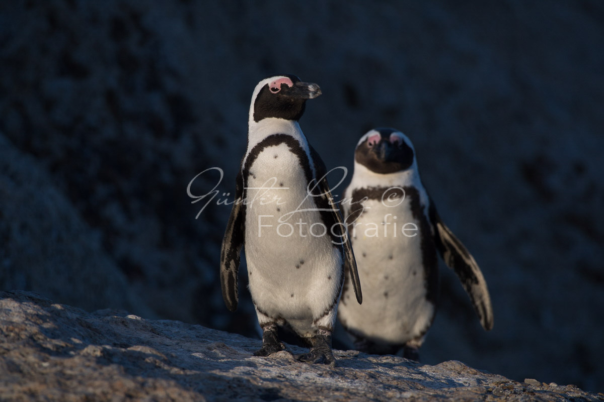 Brillenpinguin (Spheniscus demersus)