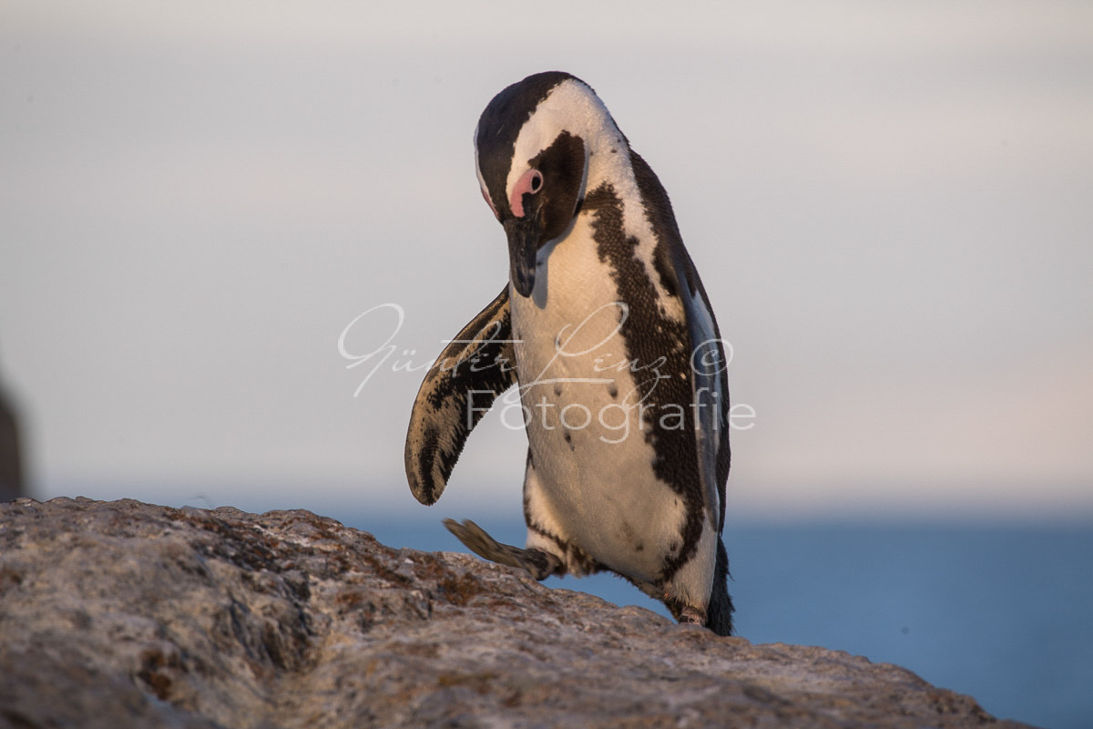 Brillenpinguin (Spheniscus demersus)